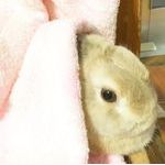 会員画像