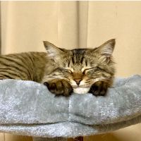 ちこねこ 会員画像