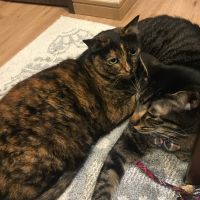 うにほたママ 会員画像