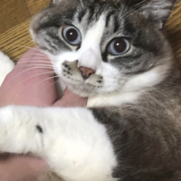 おたんす 会員画像
