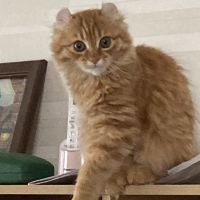 ハムたん 会員画像