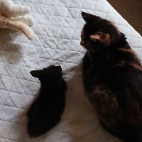 ランチとひじきさん