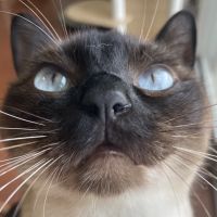 こあらひめ 会員画像