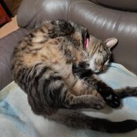 おーそーれーみお 会員画像