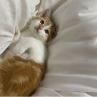 ハくさん