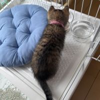 てんてんたろうさん