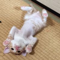 なかむらきむらさん