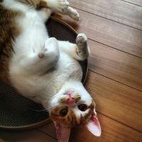 だいこ 会員画像