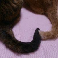 このはな 会員画像