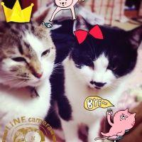 プリウス 会員画像