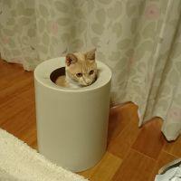 たむらまこ 会員画像