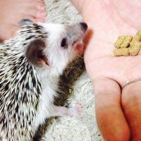 たにこ 会員画像