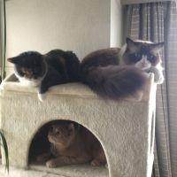 ネコのおまわりさんさん