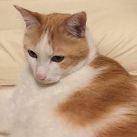 猫】病気・ケガ(病気全般) - 腸閉塞 - ネコジルシ