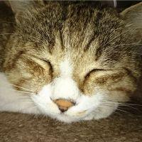 にゃっし 会員画像