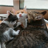 ちゃろの父にゃん