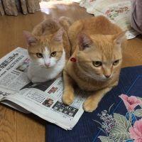はゆる 会員画像