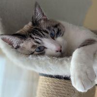 ねこイチ 会員画像