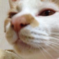 うわん 会員画像