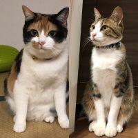 うめとらママ 会員画像