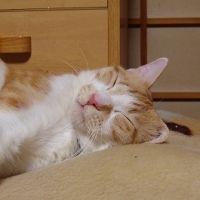 猫団子 会員画像