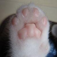 nekocchiee 会員画像