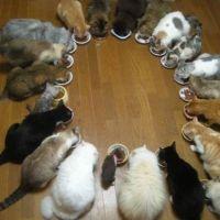 ニャロメ。 会員画像