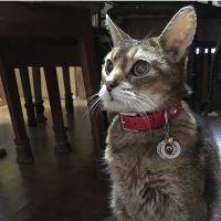 ストレン 会員画像