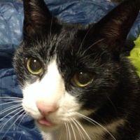 のあ猫(仮) 会員画像