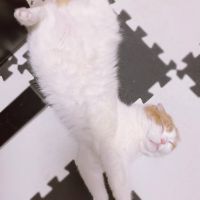 さくらふくさん