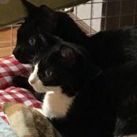 とうやこ 会員画像
