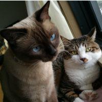 ぽこにゃす 会員画像