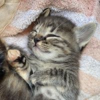 おあこ 会員画像