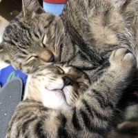猫好きなおばさん 会員画像