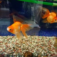 もぐもぐもぐら