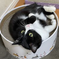 シュガのママ 会員画像