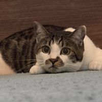 ミントーニ 会員画像