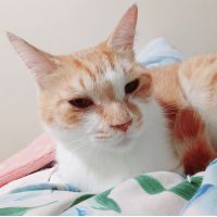 nekorapperさん
