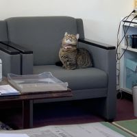 モモ、ミケ 会員画像