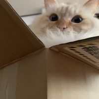 ねこちるさん