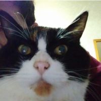 ちいちゃんちゃん 会員画像