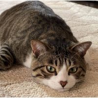 カボリン 会員画像