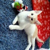 ニケ猫モカさん