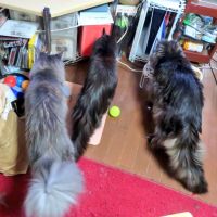 ケイ@東京 会員画像