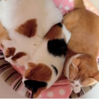 黒モモ 会員画像