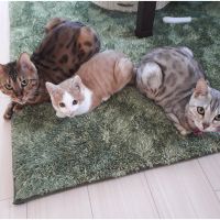 おりぃぶさん