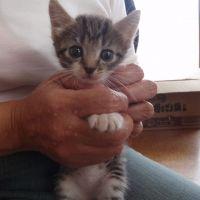 uchipan 会員画像