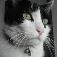 白黒のくろ 会員画像