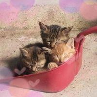 ふるやん 会員画像