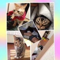 こたなか 会員画像
